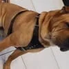Leather Dog Collars 3