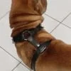Leather Dog Collars 4