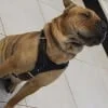 Leather Dog Collars 2