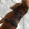 Leather Dog Collars 1